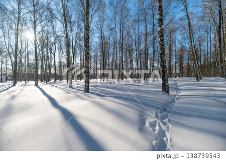 Winter landscape journey. Frozen trail under icy trees. Chilly woodland path with shimmering frost details. Serene snowy walkway among trees showing resilience and beauty Winter landscape journey. Frozen trail under icy trees. Chilly woodland path with shimmering frost details. Serene snowy walkway among trees showing resilience and beauty 138739543