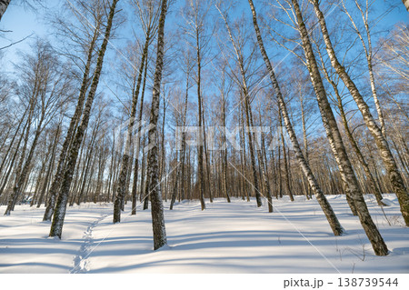 Sunny birch forest stretching beneath clear blue winter sky with footprints. Sunlit grove of birch trees on cold winter day featuring tranquil open space and trail marks Sunny birch forest stretching beneath clear blue winter sky with footprints. Sunlit grove of birch trees on cold winter day featuring tranquil open space and trail marks 138739544