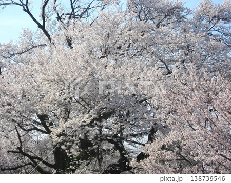 見応えのある満開の桜 見応えのある満開の桜 138739546