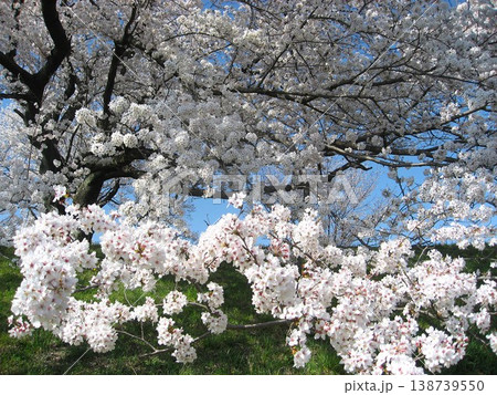 見応えのある満開の桜 138739550