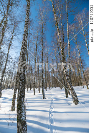 Ascending birch path, winter cold day. Shallow footprints climb gentle slope through tall trunks, cold air visible in bright light, scene suggests hopeful progress and open horizon 138739553