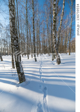 Narrow snow trail, winter cold day. Single line of faint tracks threads between tall birches, vertical perspective emphasizes solitude and directional pull toward sunlit clearing 138739554
