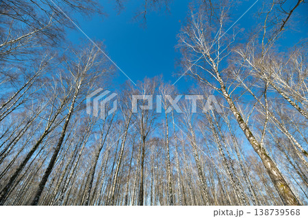 Sparkling frost adorns icy branches. Clear winter sky casts glistening frost on frostbitten treetops. Shimmering frost embellishes frosty canopy under crisp blue winter sky Sparkling frost adorns icy branches. Clear winter sky casts glistening frost on frostbitten treetops. Shimmering frost embellishes frosty canopy under crisp blue winter sky 138739568