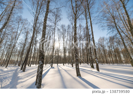 Bright sun backlighting birch trunks, luminous halo through branches, crisp snow reflecting warm highlights, tranquil forest mood for wellness and outdoor lifestyle visuals 138739580