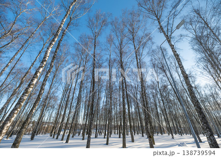 Birch forest tranquility. Peaceful winter landscape dominated by dense birch trunks and shadows. Chilly winter day in closely grouped birch grove with tranquil atmosphere 138739594