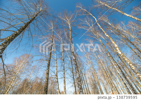 Tall birch trunks, winter cold day. Vertical composition emphasizes height and upward movement, sunlit bark and crisp atmosphere suggest renewal and energetic winter light Tall birch trunks, winter cold day. Vertical composition emphasizes height and upward movement, sunlit bark and crisp atmosphere suggest renewal and energetic winter light 138739595