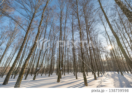 Wide birch field, winter cold day. Expansive winter landscape with evenly spaced trunks, sharp light, deep blue sky and open air evoking freshness and solitary calm Wide birch field, winter cold day. Expansive winter landscape with evenly spaced trunks, sharp light, deep blue sky and open air evoking freshness and solitary calm 138739598
