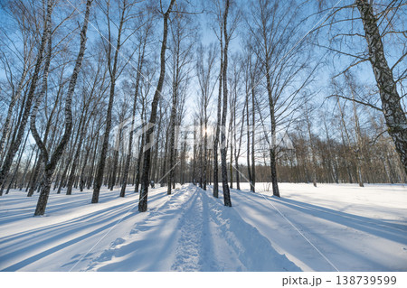 Sunlit birch trunks, winter cold day. Symmetrical rows create repeating patterns across untouched snow, dramatic elongated shadows and clear horizon under pale blue sky Sunlit birch trunks, winter cold day. Symmetrical rows create repeating patterns across untouched snow, dramatic elongated shadows and clear horizon under pale blue sky 138739599