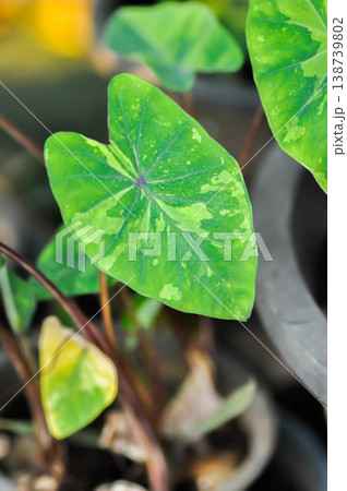 Colocasia Lemon Lime Gecko or Colocasia esculenta, Lemon Lime Gecko or Colocasia plant or bicolor plant Colocasia Lemon Lime Gecko or Colocasia esculenta, Lemon Lime Gecko or Colocasia plant or bicolor plant 138739802