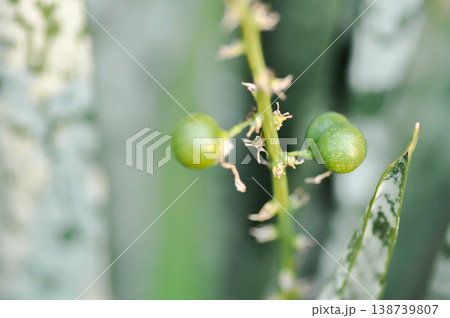 Sansevieria trifasciata Prain, Snake plant or Mother in laws tongue with flower and fruit or seed on the plant or  Snake plant fruit or Sansevieria aubrytiana Carr or Asparagaceae 138739807