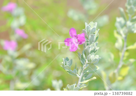 Leucophyllum frutescens ,. SCROPHULARIACEAE or Ash bush or Purple sage or Sensia or Silverleaf or Texas ranger or White sage or purple flower 138739882