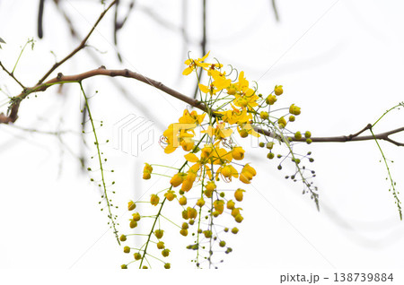 Golden shower , Cassia fistula or pudding pipe tree or Cassia fistula Linn or yellow flower and sky 138739884