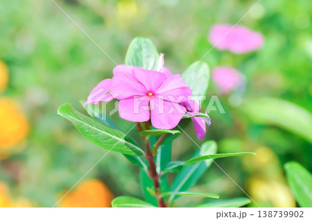 Catharanthus roseus G Don ,APOCYNACEAE or Madagascar periwinkle or Vinca or Old maid or purple flower Catharanthus roseus G Don ,APOCYNACEAE or Madagascar periwinkle or Vinca or Old maid or purple flower 138739902