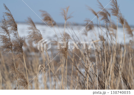 Marsh grasses bend under windy winter skies. Coastal marsh plants sway with force of winter winds. Reeds in coastal marsh community rustle and bend amidst stormy winter gusts Marsh grasses bend under windy winter skies. Coastal marsh plants sway with force of winter winds. Reeds in coastal marsh community rustle and bend amidst stormy winter gusts 138740035