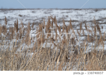 Snowy background highlights delicate textures of dry reeds and seedheads. Detailed examination of frostcovered grasses and seedpods against snowy scenery reads clearly 138740037