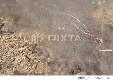 Sparkling ice dotted with tiny twigs and leaf fragments, glistening droplets on fragile membrane, shallow depth of field emphasizing texture, quiet thawing moment Sparkling ice dotted with tiny twigs and leaf fragments, glistening droplets on fragile membrane, shallow depth of field emphasizing texture, quiet thawing moment 138740050