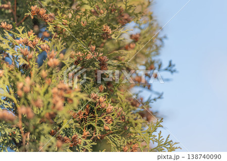 Lush border scene. Contemporary hedge landscape arrangement. Neatly trimmed evergreen boundary under sunny sky. Fresh outdoor scene with precisely shaped green hedges and trees 138740090