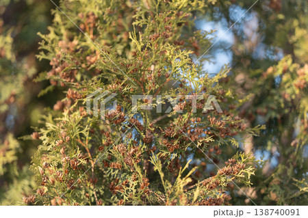 Macro thuja buds and pollen clusters, seasonal transition with brownish cones and fresh green scales, tactile detail showing pollination stage and natural texture Macro thuja buds and pollen clusters, seasonal transition with brownish cones and fresh green scales, tactile detail showing pollination stage and natural texture 138740091