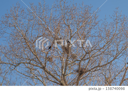Birds and branches under sunlight and sky. An tranquil environment showing small birds perched in trees during migration season with sunlight illuminating habitat 138740098