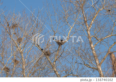 Quiet birch branches with empty nests. Minimal movement, delicate buds catching light, anticipation of returning birds, tranquil palette and meditative atmosphere 138740102