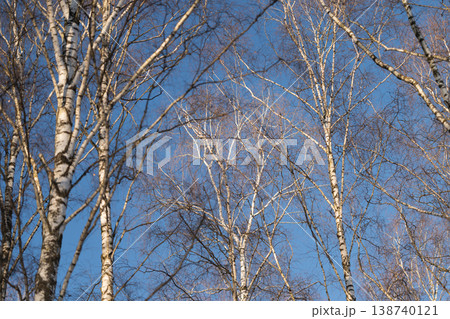 Spring birch snapshot. Clarity of blue sky highlights slender spring tree branches. Minimalist scene showcasing textured bark and vertical growth of birch trees during spring 138740121
