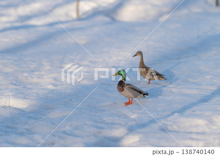 Seasonal bird courtship captured on snowy landscape bright green head. Drake and hen engaging in courtship rituals amid winter snow with vivid green head feathers Seasonal bird courtship captured on snowy landscape bright green head. Drake and hen engaging in courtship rituals amid winter snow with vivid green head feathers 138740140