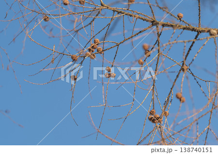 Serene natural scene. Springtime forest with cones. Calm landscape featuring pine seeds and blue sky. Peaceful environment showing seasonal transition and forest life Serene natural scene. Springtime forest with cones. Calm landscape featuring pine seeds and blue sky. Peaceful environment showing seasonal transition and forest life 138740151