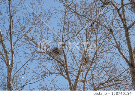 Suburban treetop nests signaling springtime renewal, imagined choruses of chirp and returning birds, intimate natural vignette near rural boundary, conservation reminder 138740154