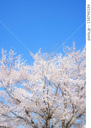 満開な心 138740184