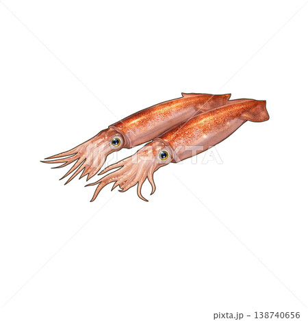 スルメイカ スルメイカ 138740656