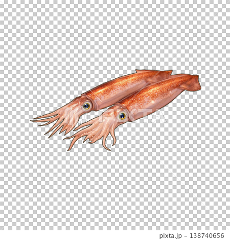 スルメイカ スルメイカ 138740656