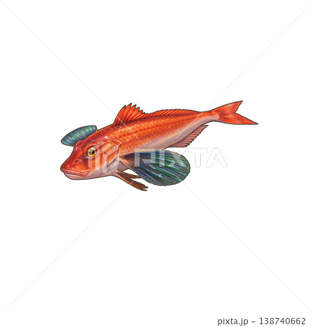 ホウボウ 138740662