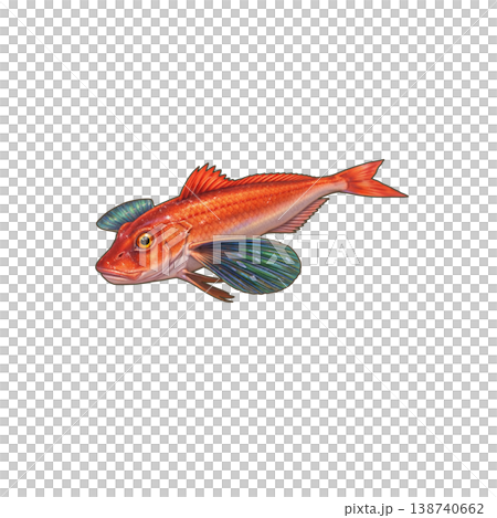 ホウボウ 138740662