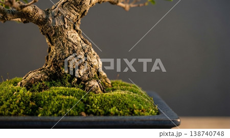 盆栽の根元と苔 138740748