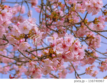 青空を背景にした満開の河津桜 138740967