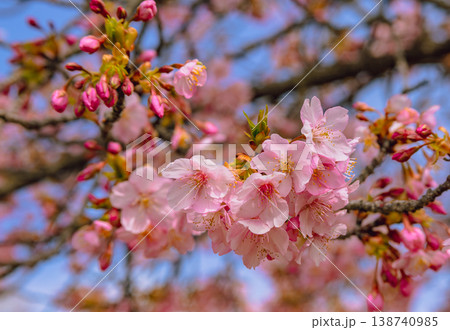 青空を背景にした河津桜 青空を背景にした河津桜 138740985
