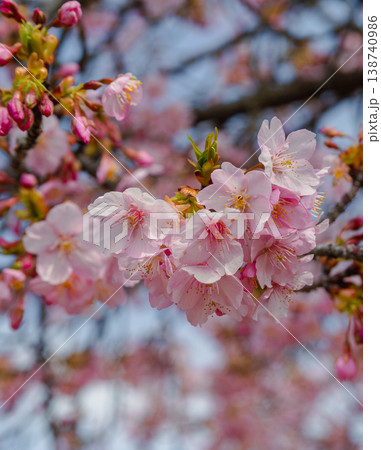 春の訪れを告げる河津桜 春の訪れを告げる河津桜 138740986
