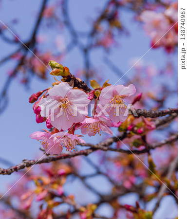 青空を背景にした河津桜 青空を背景にした河津桜 138740987