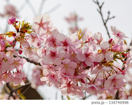 春の陽射しを浴びる桜 春の陽射しを浴びる桜 138740996