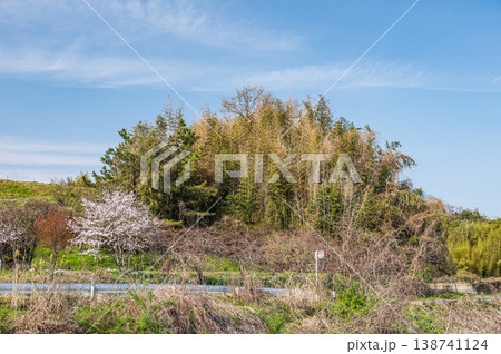 滋賀県大津市仰木の竹林 138741124