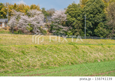 段々畑に咲く桜 滋賀県大津市仰木 段々畑に咲く桜 滋賀県大津市仰木 138741139