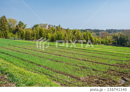 大津市仰木の麦畑　滋賀県 138741140