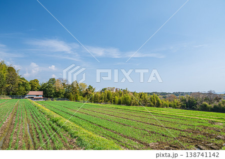 大津市仰木の麦畑　滋賀県 138741142