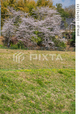 段々畑に咲く桜　滋賀県大津市仰木 138741143