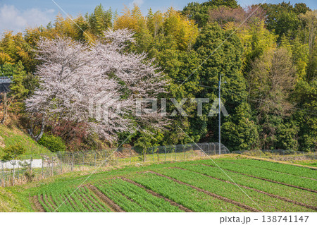 段々畑に咲く桜　滋賀県大津市仰木 138741147
