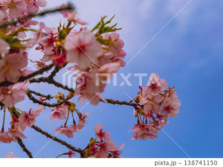 青空に映える河津桜 青空に映える河津桜 138741150
