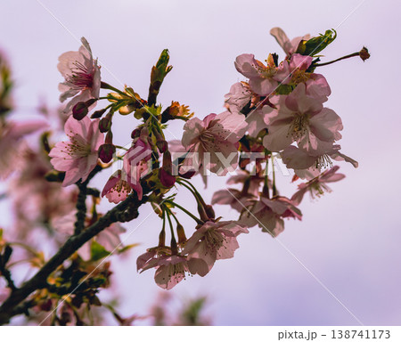 春の光を浴びる桜 春の光を浴びる桜 138741173