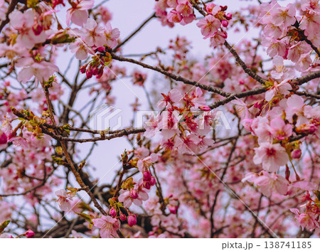 青空を背景に咲く河津桜 青空を背景に咲く河津桜 138741185