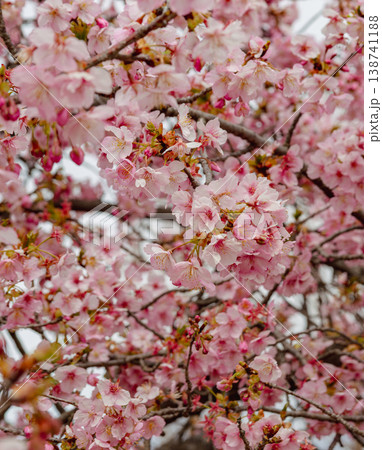 春の訪れを告げる河津桜 138741188