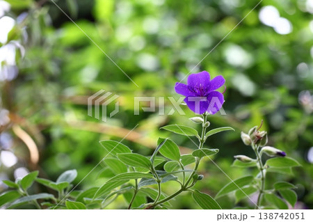 ノボタンの花と雨雫 ノボタンの花と雨雫 138742051